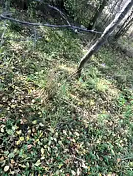 Sirina80 online show from October 19, 2025, 11:55 am