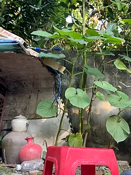 Snapshot of __Saphia__ chatting on November 27, 2025, 12:35 am Saphia online show from November 27, 2025, 12:35 am