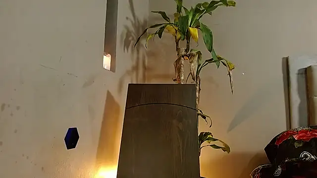 Mr WhiteCock online show from December 26, 2024, 6:22 pm