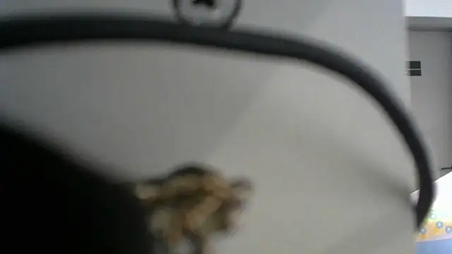 lovense test04 online show from September 19, 2025, 2:46 am