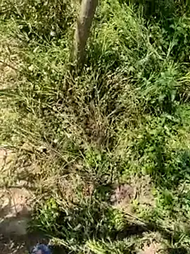 kalakim online show from March 18, 2025, 7:30 am