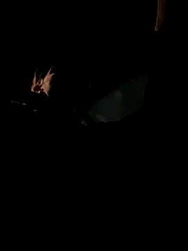 bigmerc online show from November 21, 2025, 9:57 pm