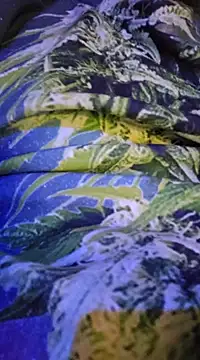 Snapshot of McdyllanXX chatting on February 13, 2025, 12:24 am McdyllanXX online show from February 13, 2025, 12:24 am