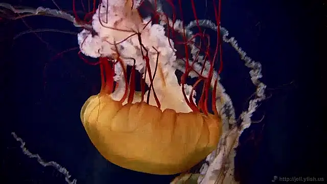 streamy test11 online show from December 2, 2024, 8:09 am