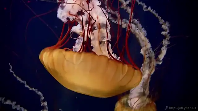 streamy test11 online show from February 10, 2025, 8:09 am