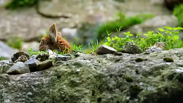 streamy test11 online show from March 5, 2025, 9:05 am