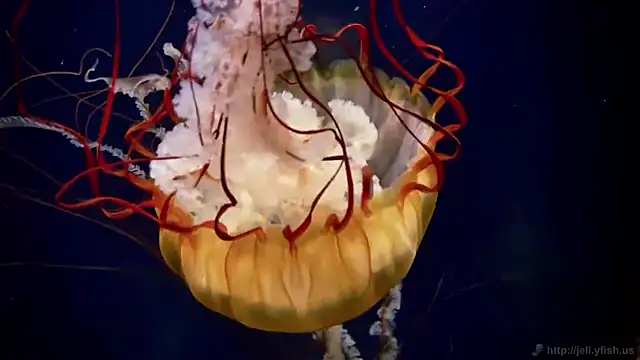 streamy test11 online show from September 22, 2025, 6:54 pm