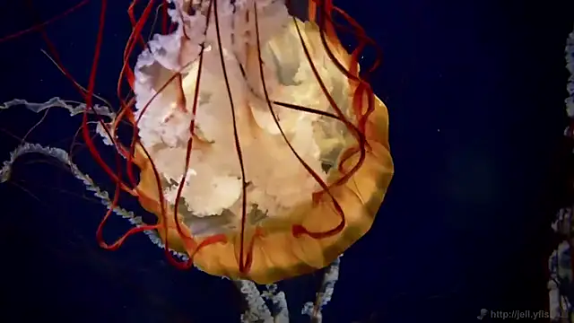 streamy test11 online show from September 23, 2025, 11:24 am