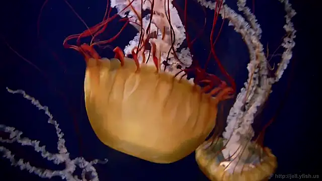 streamy test11 online show from October 20, 2025, 10:59 am