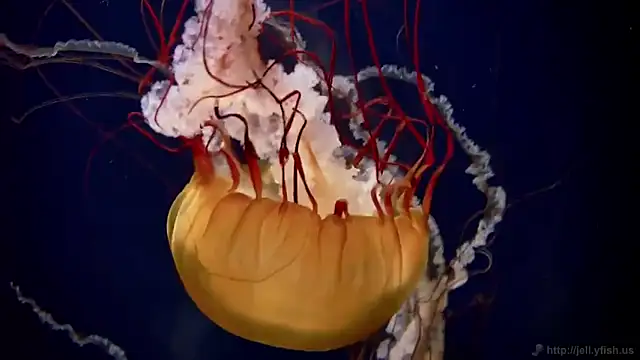 streamy test12 online show from October 2, 2025, 8:21 am