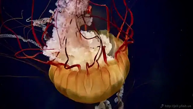 streamy test12 online show from October 8, 2025, 9:40 am