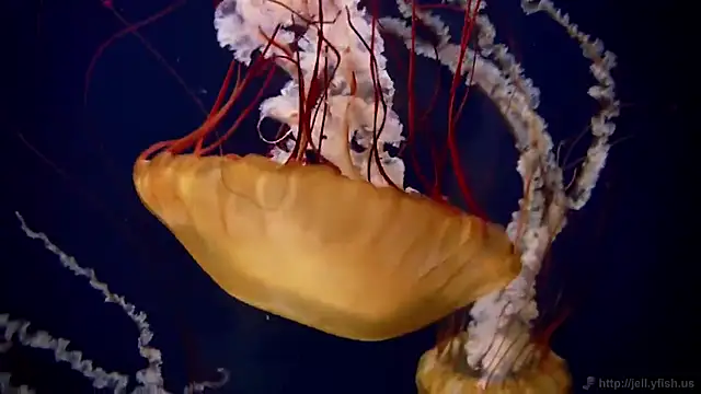 streamy test12 online show from November 3, 2025, 11:55 am