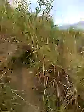 brigitht online show from January 30, 2025, 12:59 pm