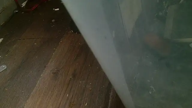 Snapshot of Gigadickman chatting on February 27, 2025, 4:31 am Gigadickman online show from February 27, 2025, 4:31 am