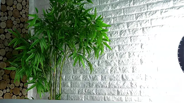 LowOncoming online show from April 8, 2026, 2:11 am