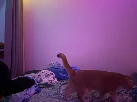 NimFF123 online show from January 29, 2025, 12:54 am