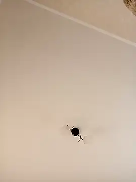 YuliannaFox online show from December 24, 2024, 7:06 am