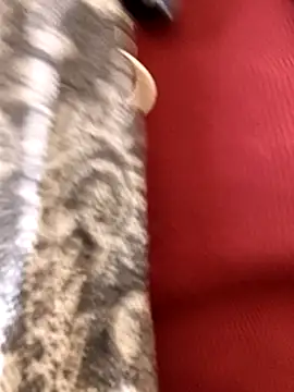 Ananya 34 online show from December 3, 2025, 3:14 am