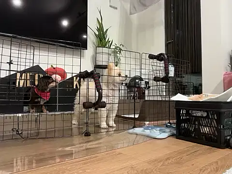 kensnb online show from November 28, 2025, 8:17 am