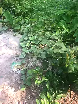 Snapshot of GapingConker chatting on November 9, 2025, 7:50 am GapingConker online show from November 9, 2025, 7:50 am