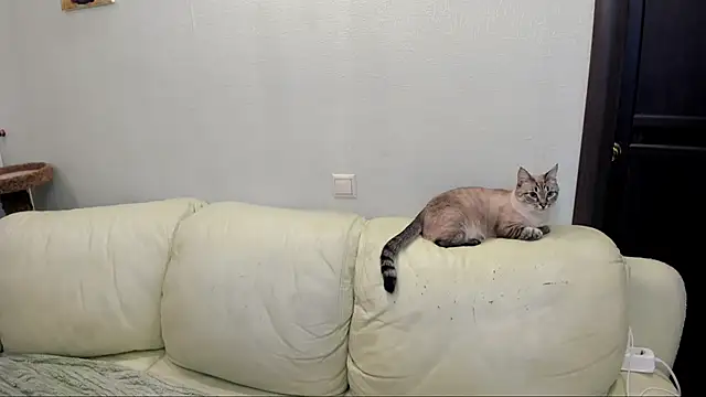 Snapshot of Pawsitive_Panther chatting on December 17, 2024, 3:39 pm Pawsitive Panther online show from December 17, 2024, 3:39 pm