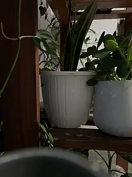 alburt 1996 online show from December 30, 2024, 3:13 pm