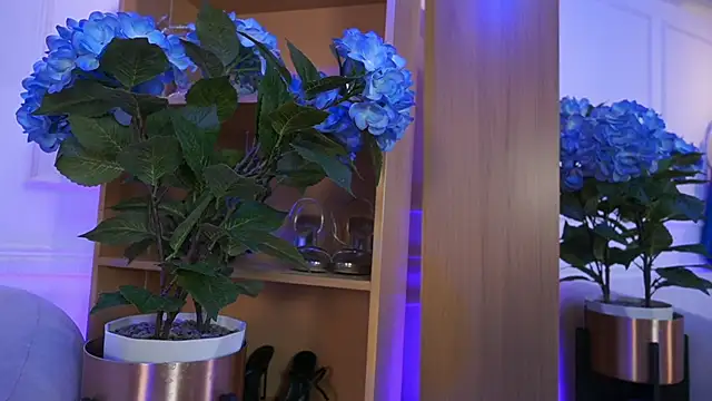 elasummer online show from February 4, 2026, 2:23 pm