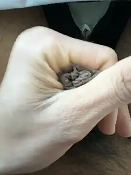 raju120011 online show from February 26, 2025, 4:35 pm