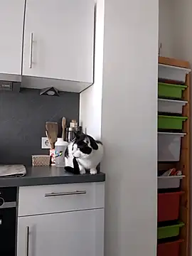 Snapshot of TerrasWildlife chatting on March 22, 2025, 9:02 am TerrasWildlife online show from March 22, 2025, 9:02 am