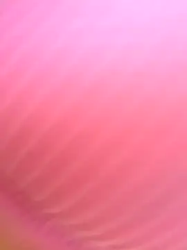 Dulce  Boyd online show from November 11, 2025, 1:44 pm