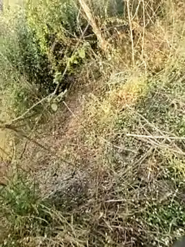 himvilohi08 online show from February 11, 2026, 3:11 am