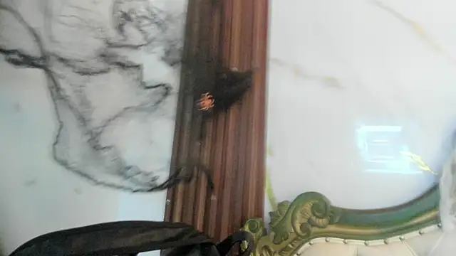 CoralieBronson online show from October 28, 2025, 8:44 pm