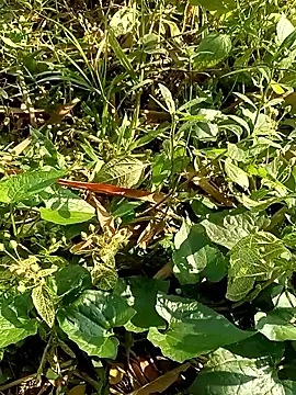 Rajat129 online show from January 17, 2026, 4:28 am