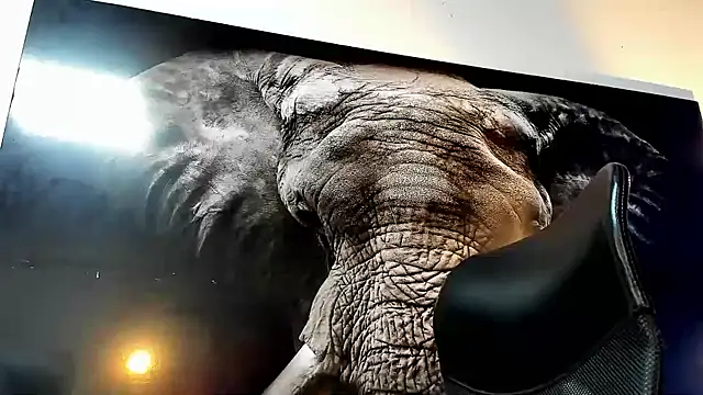 king falconer online show from November 22, 2025, 2:32 am