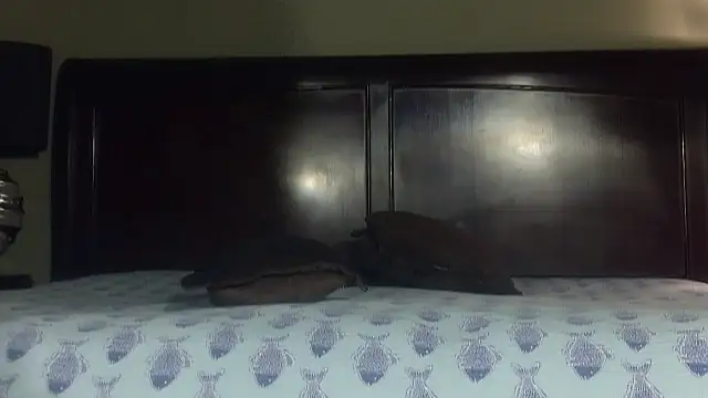 Snapshot of Hornylouisewil chatting on November 21, 2025, 12:43 am Hornylouisewil online show from November 21, 2025, 12:43 am