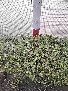 monty935 online show from December 4, 2025, 11:41 am