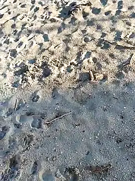 pegaso369 online show from November 3, 2025, 2:51 pm