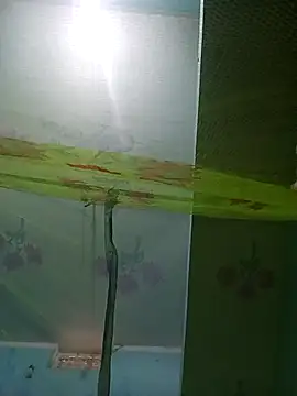 Snapshot of Apkisona8 chatting on November 21, 2025, 5:28 am Apkisona8 online show from November 21, 2025, 5:28 am