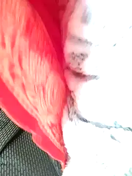 Snapshot of Hut_rotu_cute chatting on January 12, 2026, 1:27 pm Hut rotu cute online show from January 12, 2026, 1:27 pm