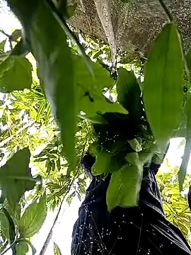 callistra online show from October 30, 2025, 5:20 am