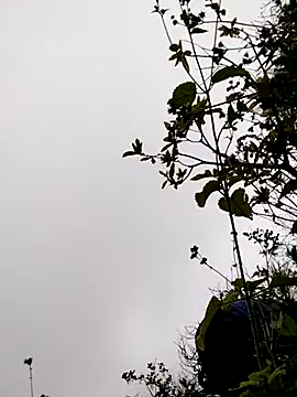 sumaybae online show from November 5, 2025, 3:17 am