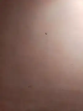 TuFlapito online show from November 16, 2025, 2:55 pm