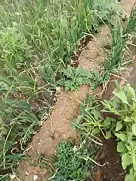 devil boy 0909 online show from April 19, 2026, 5:18 am