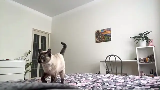 GingerMikos online show from November 6, 2025, 8:04 am