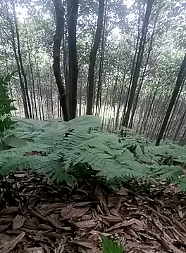 thuy-kieu online show from January 9, 2026, 1:52 am