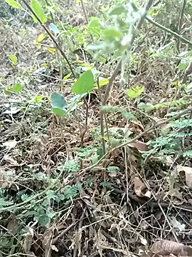 Snapshot of Hot_Love77 chatting on December 2, 2025, 3:45 am Hot Love77 online show from December 2, 2025, 3:45 am