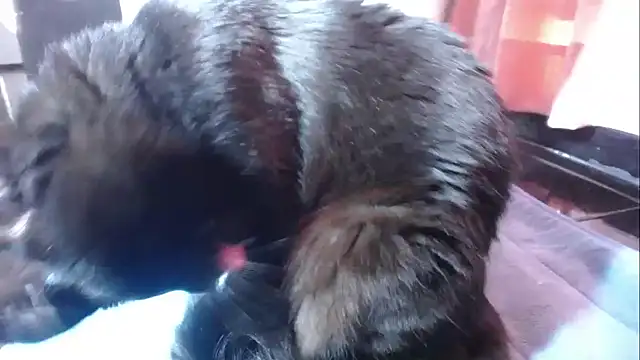 Snapshot of sasha_sexy1 chatting on March 1, 2026, 2:52 pm sasha sexy1 online show from March 1, 2026, 2:52 pm