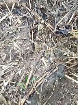 Pampirara online show from March 21, 2026, 9:14 am