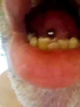 CDY74 online show from November 28, 2025, 2:42 pm