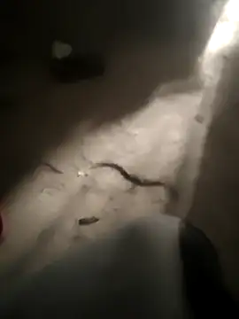 DanielGr27 online show from February 5, 2026, 11:31 pm